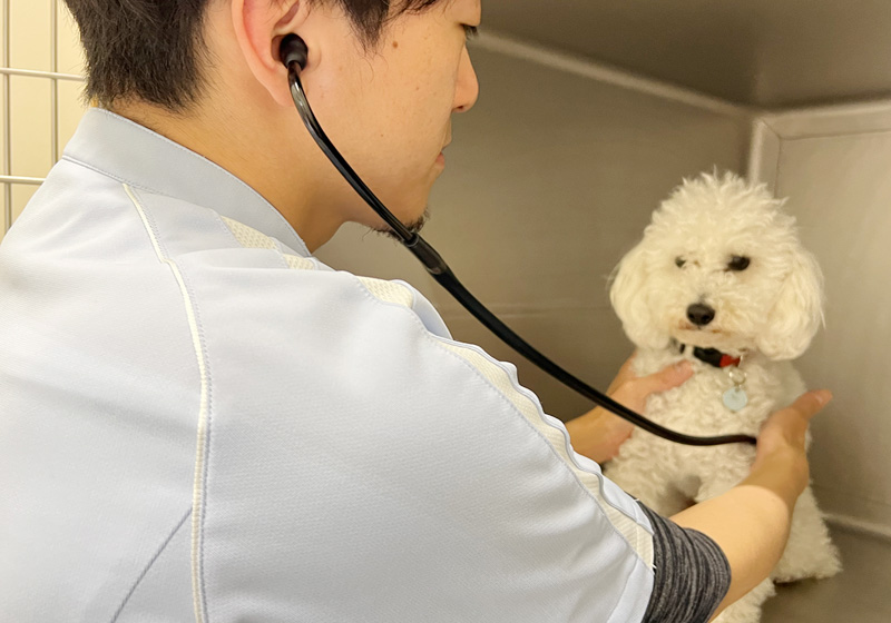犬の聴診